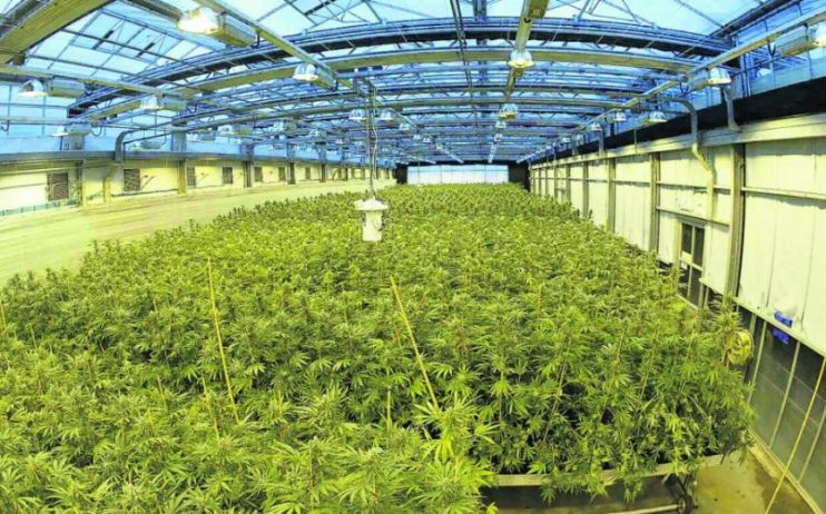 Medical cannabis firm Hellenic Dynamics has confirmed that it will go public in London through a SPAC deal valuing the company at £45.2m.