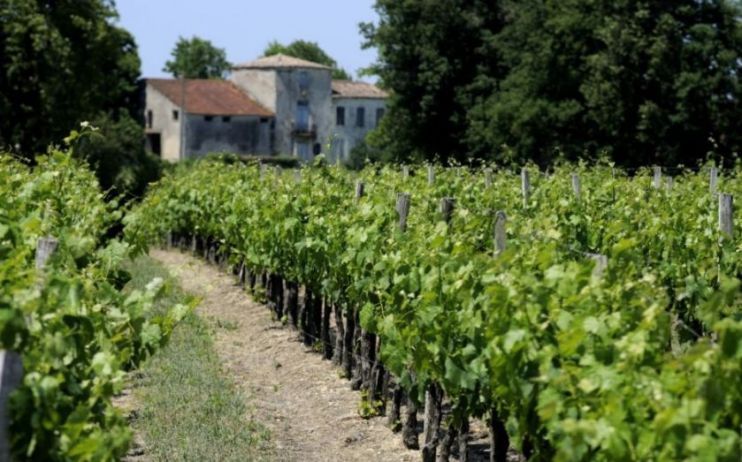 wine