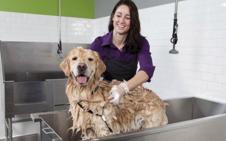 Pets at Home said it is trading in line with lowered expectations, in its first financial update since the competitions watchdog said it would launch a probe into the veterinary industry.