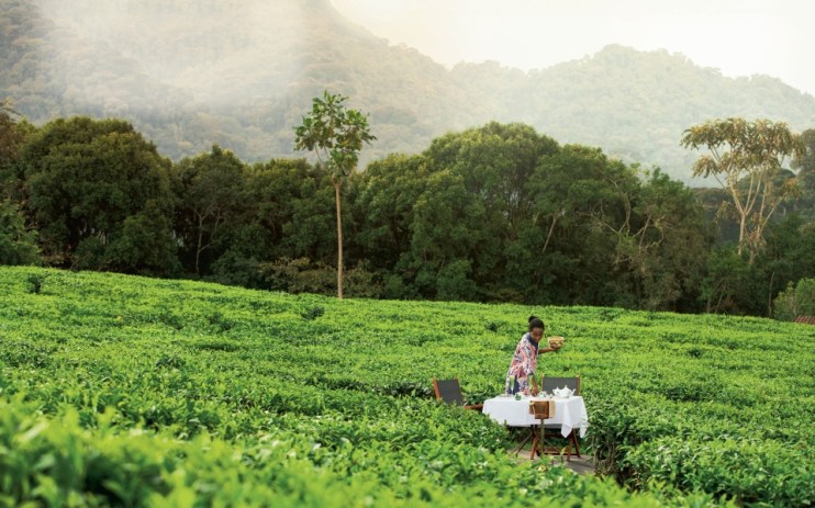 A tea plantation in Rwanda