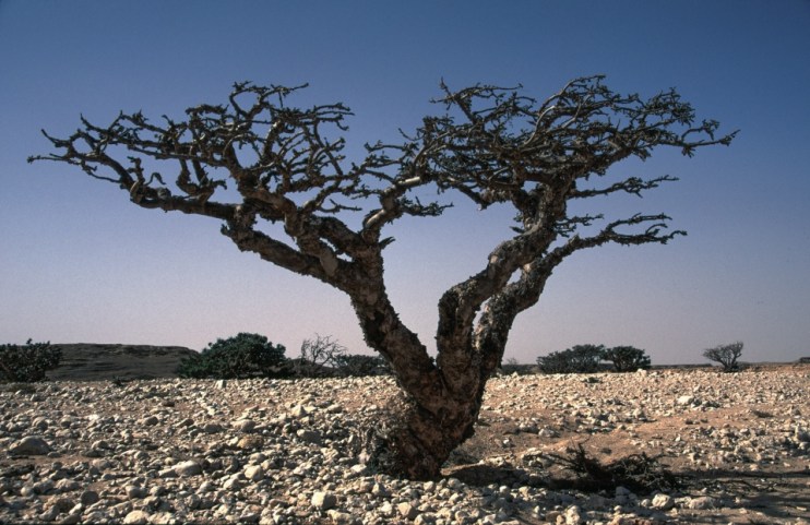 Frankincense tree