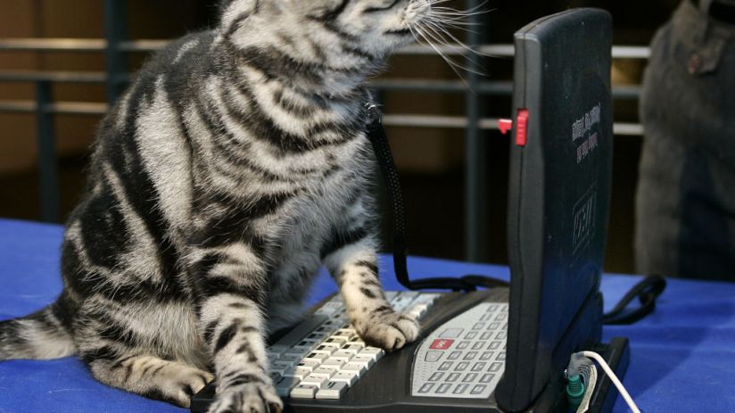 US-CAT SHOW-NYC