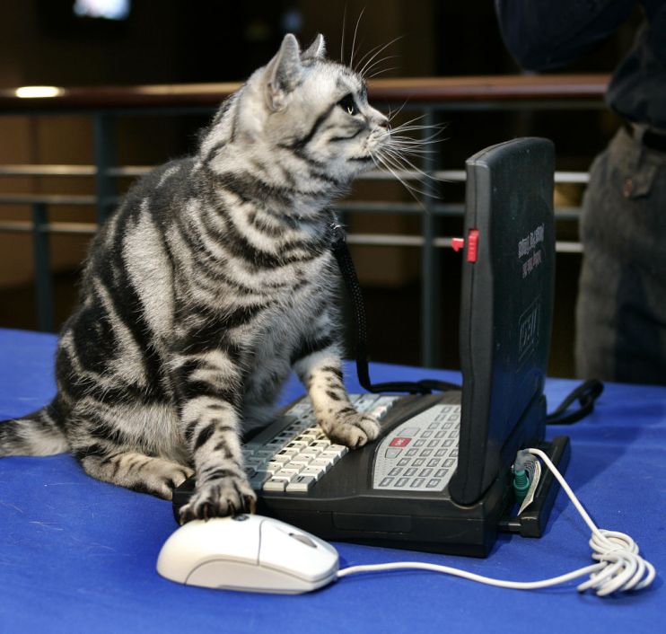 US-CAT SHOW-NYC