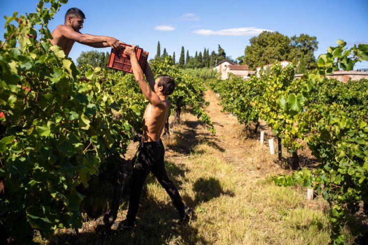 France's Natural Wine Harvest