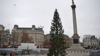 Trafalgar Square Receives Christmas Tree For The Festive Season