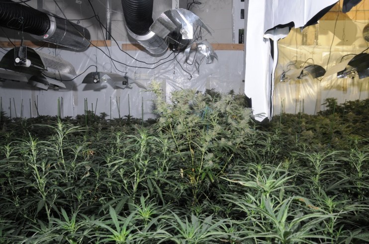 cannabis farm