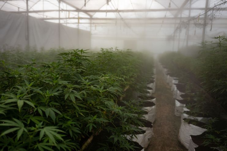 Uganda Sows Seeds Of Medical Marijuana Industry