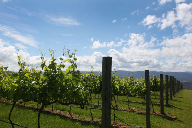 Uruguay is a treasure-trove of fine wines