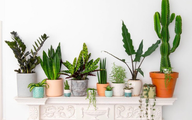Bloombox Club provides personalised house plant subscriptions