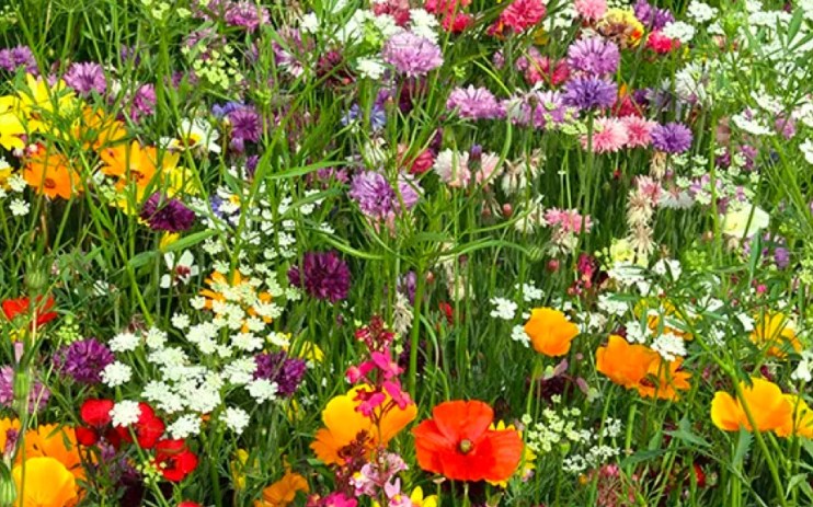A green meadow