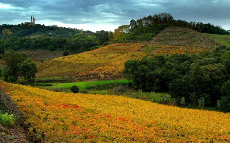 Vineyards growing grapes
