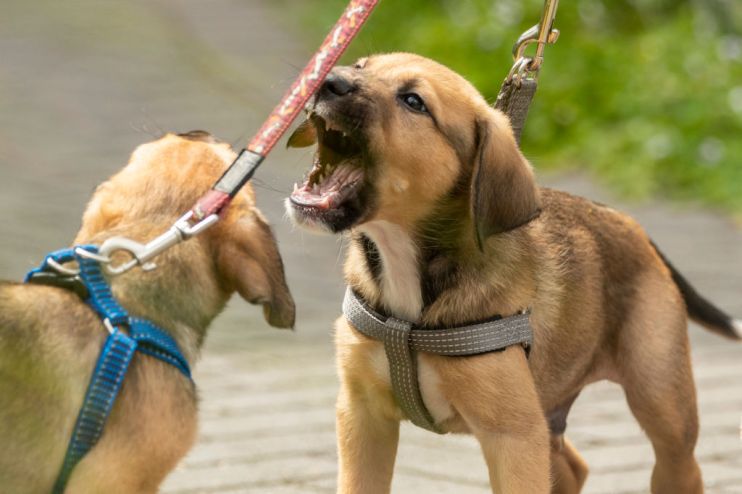 PETS-AT-HOME-COVID-LOCKDOWN