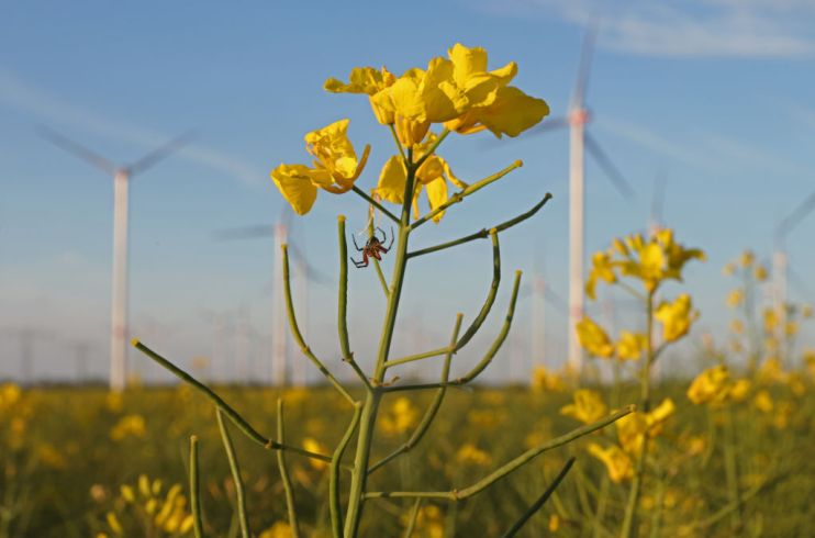 SSE are warning that renewables investment may be at risk