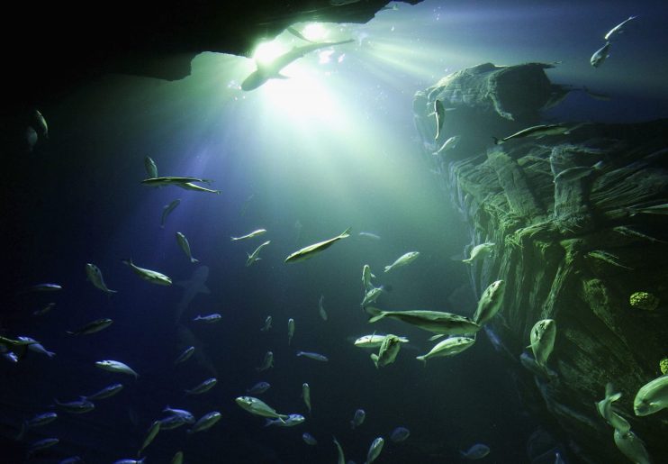 Sea Life Aquarium Presstour