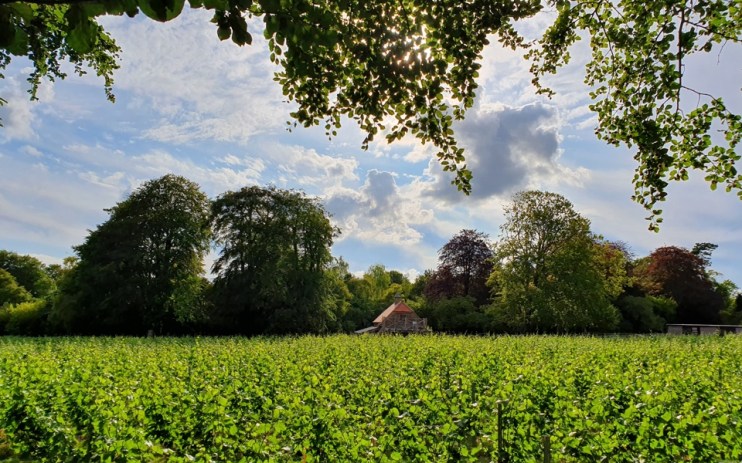 Bluestone Vineyard on the Wiltshire wine trail