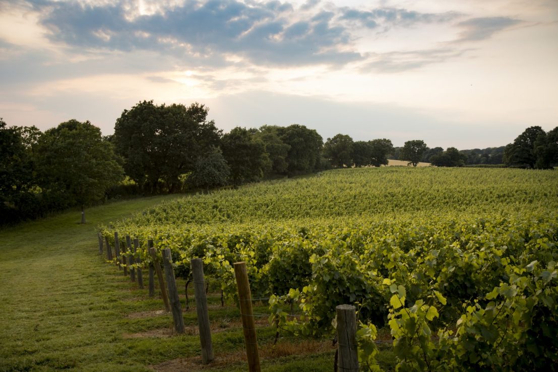 Chapel Down's vineyard. (Source: Chapel Down/Jason Alden)