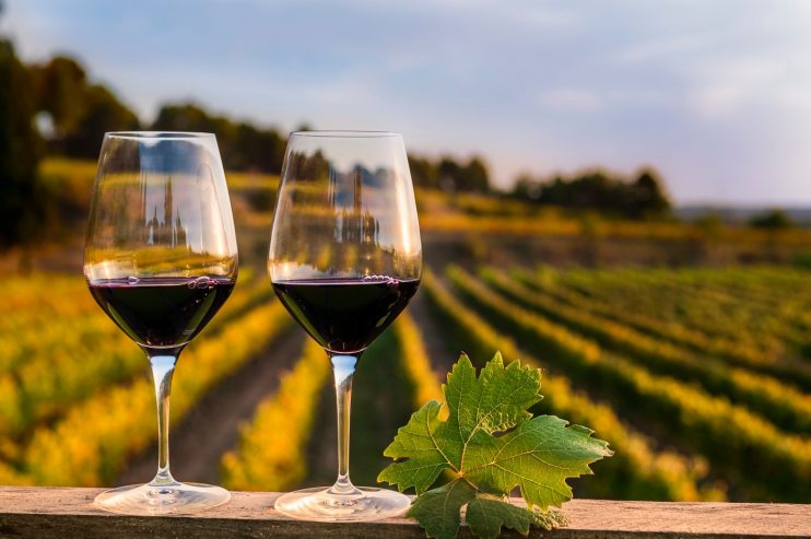 Wine in a vineyard