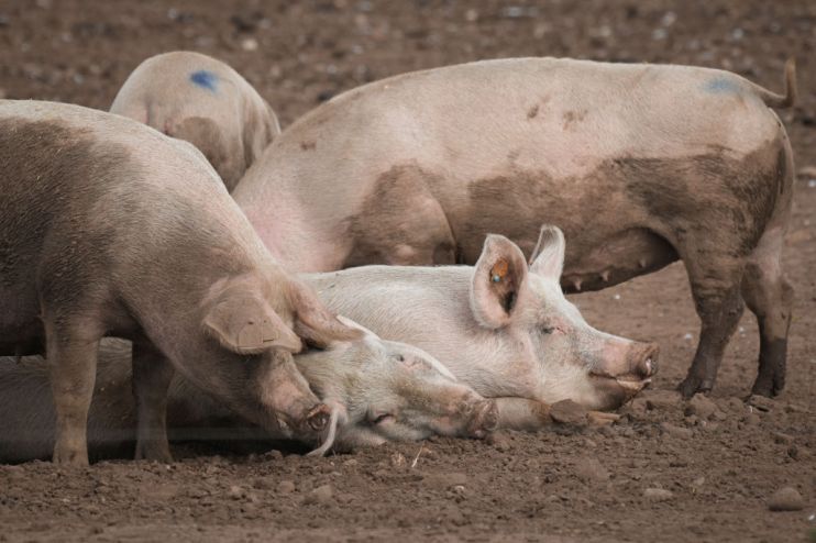 CO2 Shortage May Lead To Mass Cull Say Pig Farmers