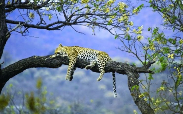 safari-booking-holidays