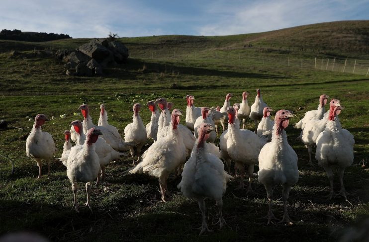 Where is your Thanksgiving turkey coming from?