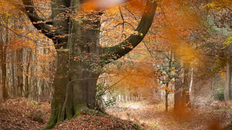 Center Parks plans would destroy ancient woodland
