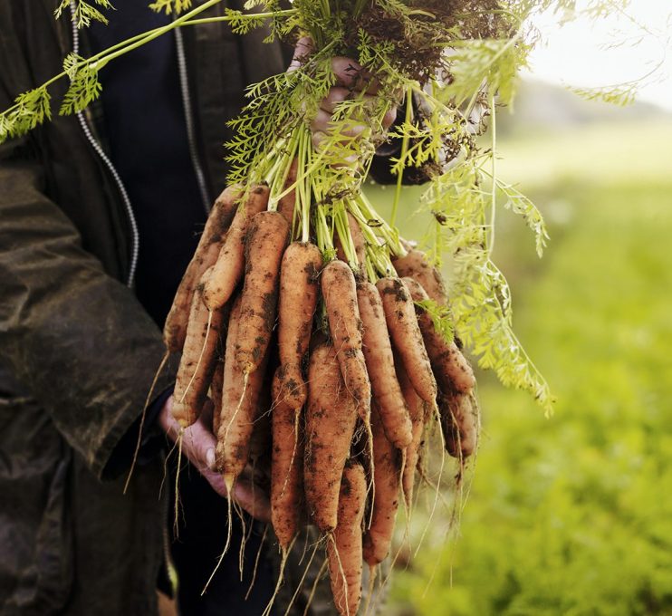 Both Waitrose and Lidl have come out this week to announce that they would be relaxing size and shape guidelines for fruit and vegetables following drought-like conditions for farmers.
