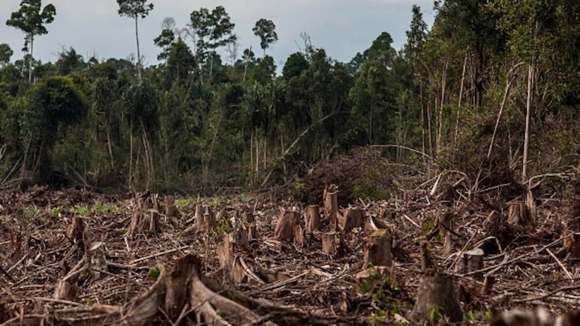 Indonesia's Deforestation Rate Becomes Highest In The World