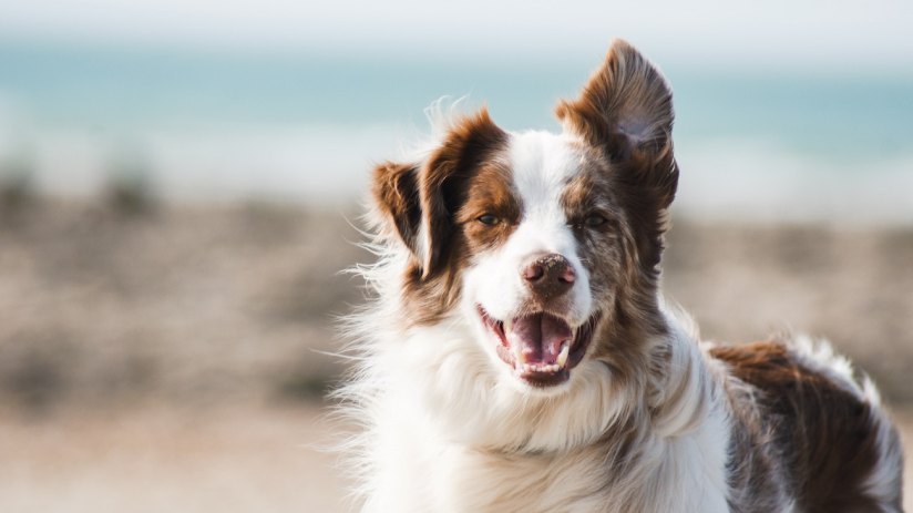 Private equity firms Advent International and CVC Capital have reportedly joined forces to make a bid for Partner in Pet Food (PPF), an animal food brand owned by Cinven. 