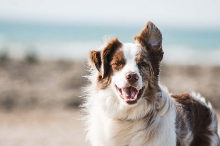Private equity firms Advent International and CVC Capital have reportedly joined forces to make a bid for Partner in Pet Food (PPF), an animal food brand owned by Cinven.