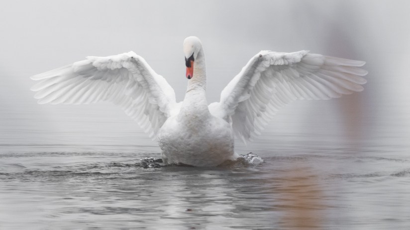 Ruffer Investment Company has the potential to "rapidly turn into a swan", said Numis analysts.