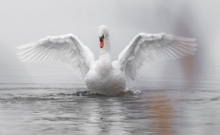 Ruffer Investment Company has the potential to "rapidly turn into a swan", said Numis analysts.