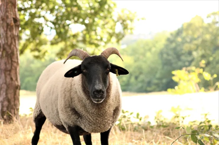 Hampstead Heath will soon have sheep grazing on it