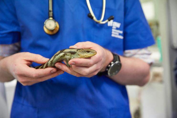 The competition watchdog is launching an investigation into the UK’s veterinary industry, amid concerns pet owners are not getting value for money.