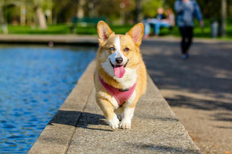 Top dogs in the UK veterinary sector were placed under pressure today after the competitions authority said it would launch an investigation into concerns pet owners are not getting value for money.