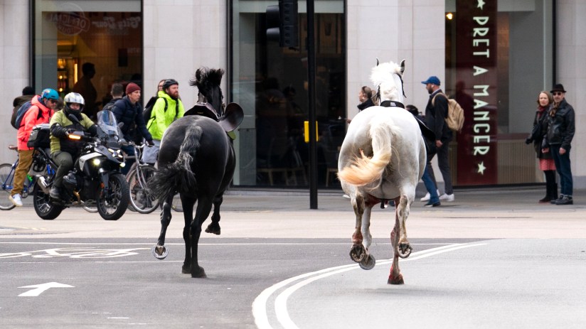 Two horses on the loose bolt through the streets of London near Aldwych. Picture date: Wednesday April 24, 2024. PA Photo. See PA story POLICE Horses. Photo credit should read: Jordan Pettitt/PA Wire