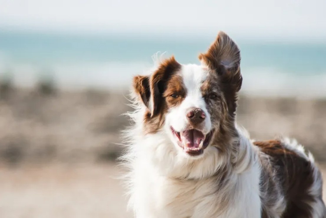 Pet-owners will be cheering 