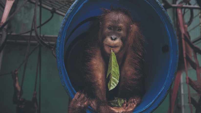 Some of the world's final wild orangutans live on Borneo. Siobhan Grogan caught a glimpse
