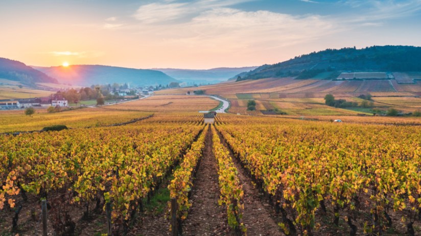 British vineyards are thriving, offering more than just wine tastings