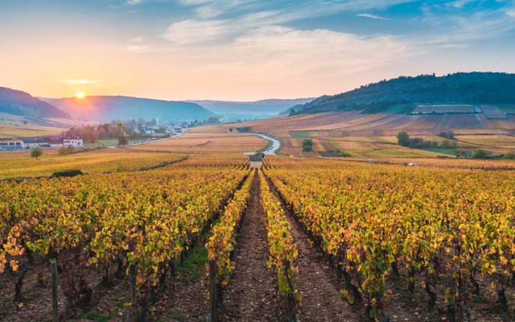 British vineyards are thriving, offering more than just wine tastings