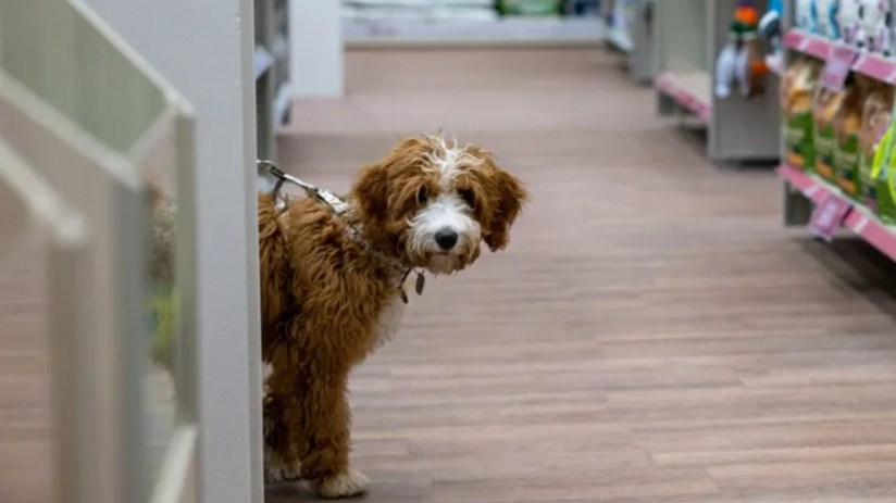Animal care retailer Pets At Home has held its guidance for the year and said its vet growth strategy is “not threatened” by the CMA's review into the sector.