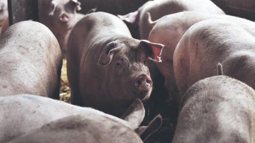 Pigs in a barn. Last year Genus created gene editing technology that makes pigs immune from swine flu