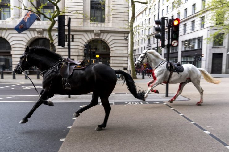 Household Cavalry horses Trojan (Black, left) and Vida (grey) on the loose bolting through the streets of London near Aldwych in April. PA Photo. Jordan Pettitt/PA Wire