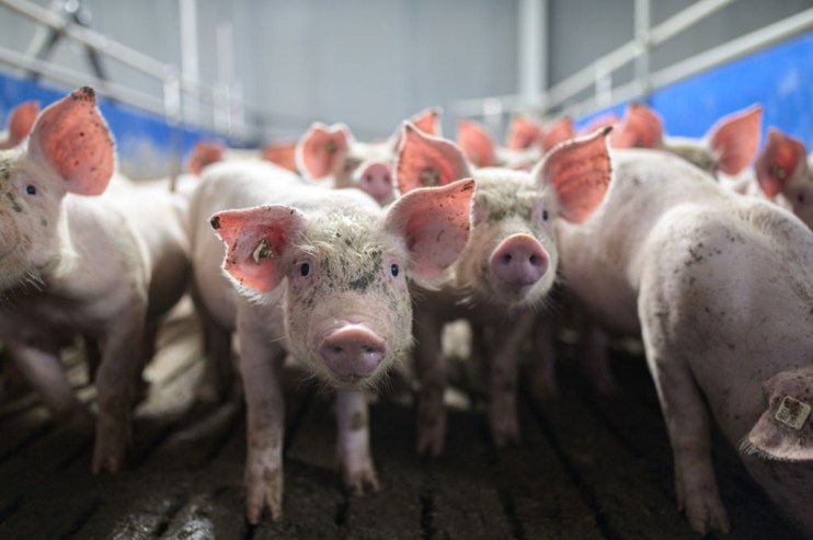 Danish Crown owns its pig farms.
