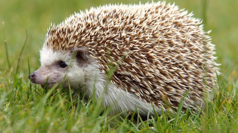 SAN FRANCISCO - JUNE 13: A Hedgehog is seen at the San Francisco Zoo June 13, 2003 in San Francisco. The recent epidemic of Monkeypox in the U.S., which was linked to infected Prairie Dogs, some of which were being used as pets, has led the CDC to increase awareness to the host of health risks people are exposed to when dealing with exotic pets.(Photo by Justin Sullivan/Getty Images)
