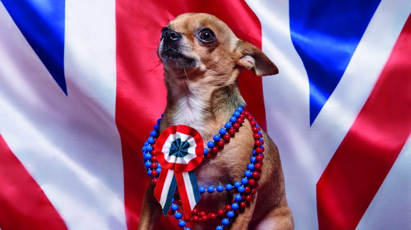 UK, Union Jack, British, England, pet, chihuahua, dress up, funny, politics, dog, animal, flag