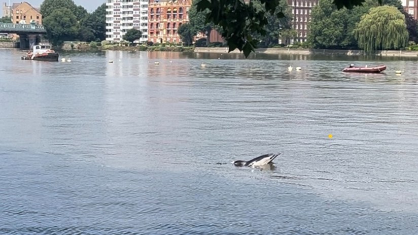 A dolphin was spotted in the River Thames near London's Putney Bridge on Thursday. Photo: PA/courtesy of Mary Tester, Thames Area Coordinator of the British Divers Marine Life Rescue.