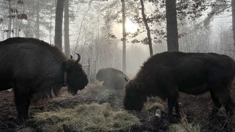 Bison grazing in Kent