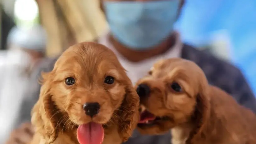 The UK competition launched a formal probe into the veterinary sector in May