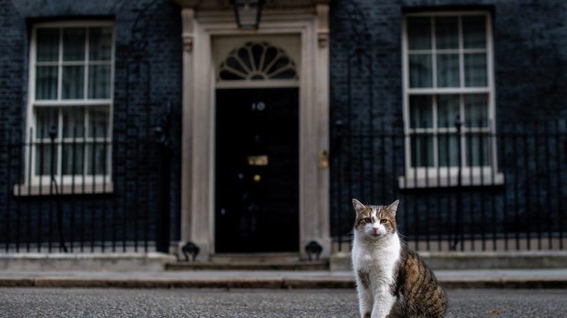 LONDON, ENGLAND - JUNE 11: Larry, the Downing Street cat, sits in the street as ministers attend a cabinet meeting at 10 Downing Street on June 11, 2019 in London, England. Since Theresa May resigned as Prime Minister the final candidates for the Conservative Party leadership race have been confirmed, with 10 running to become the next Prime Minister. (Photo by Chris J Ratcliffe/Getty Images)