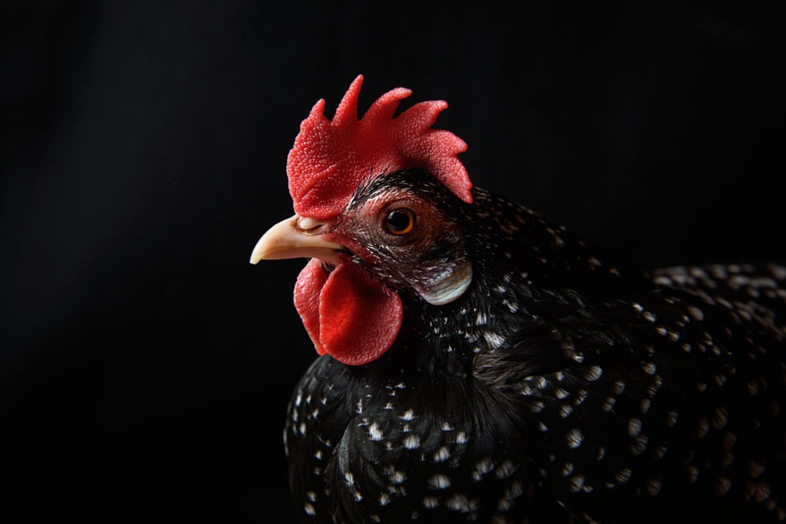 Boparan owns a food empire containing household names. (Photo by Leon Neal/Getty Images)